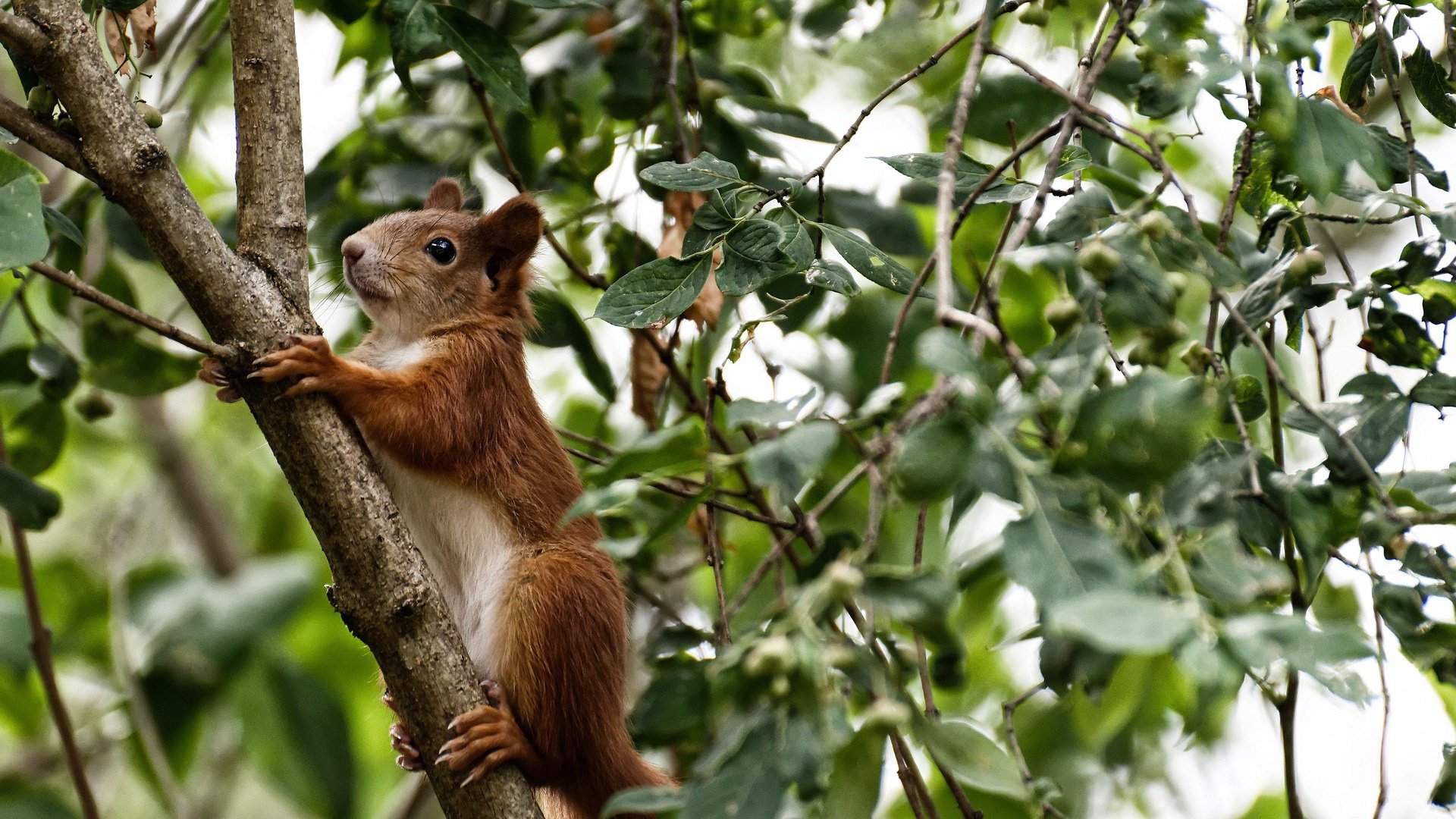 英超球队基于跑动数据优化高强度对抗恢复策略，英超球员场均跑动