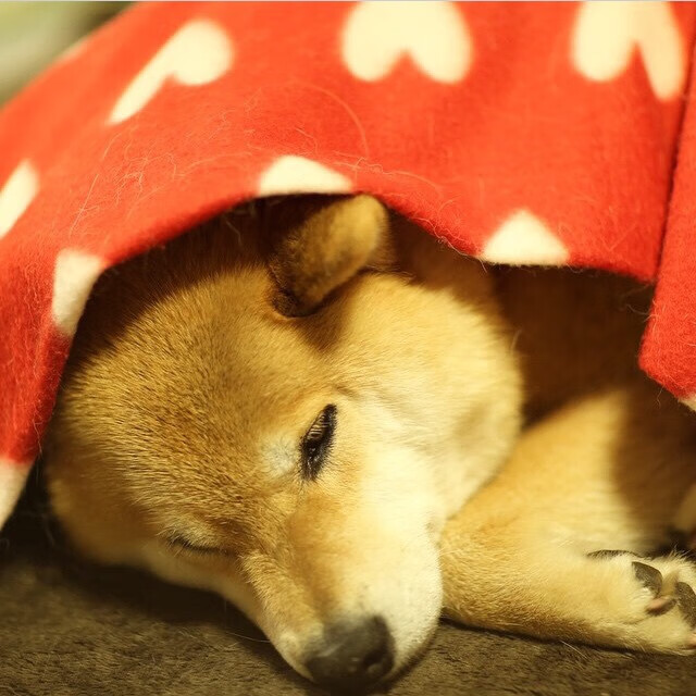 英超赛程密集下轮换策略与伤病防控关联研究,英超轮数