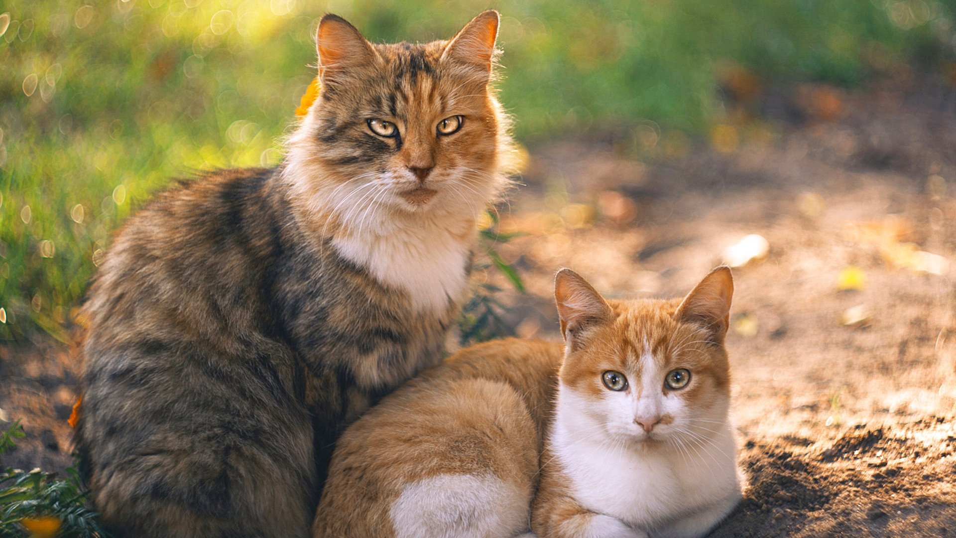 西甲球队使用AI识别对手防线结构变化的技术路径分析,西甲防守