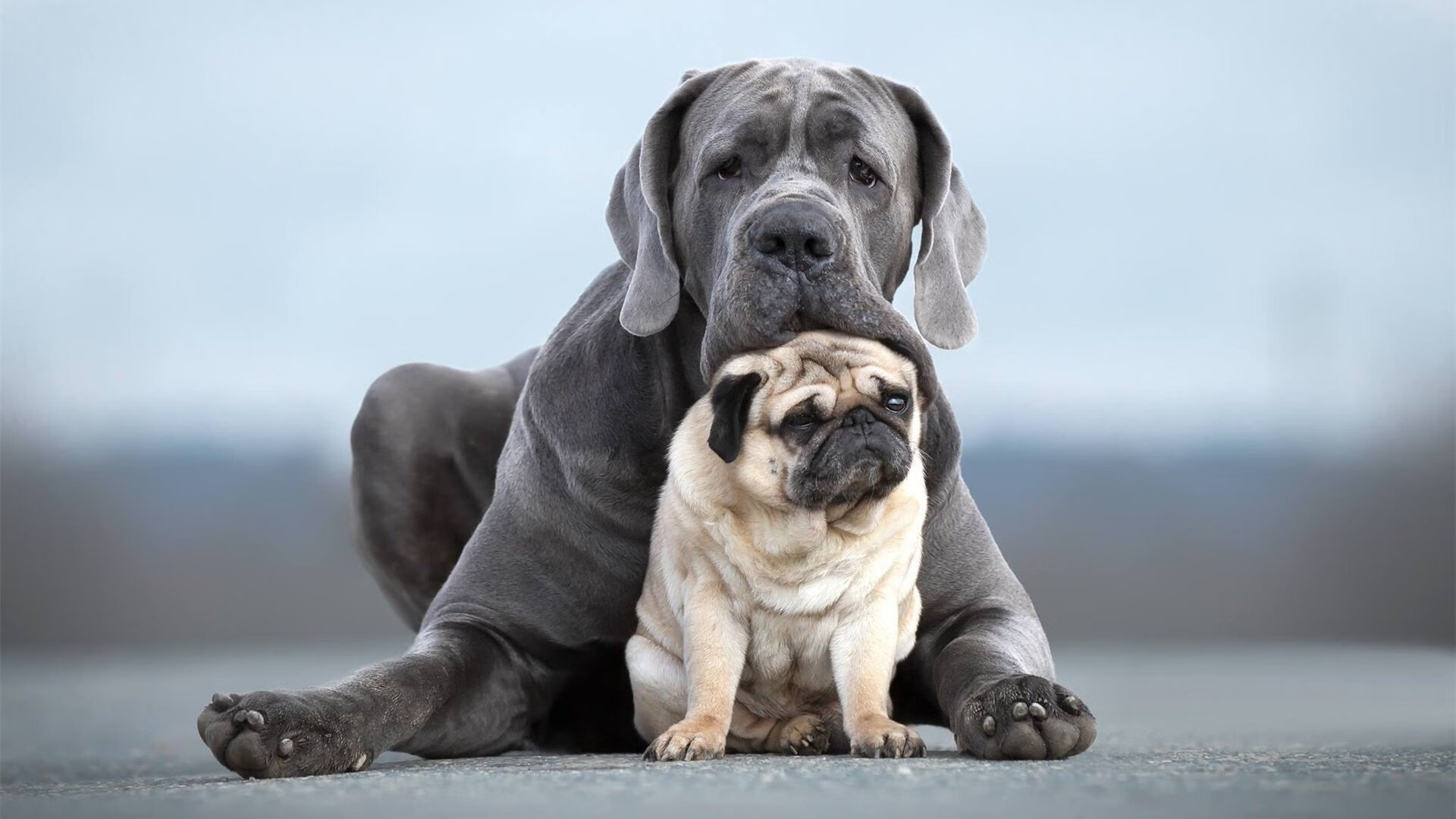 中国男篮防守强度亟需恢复曾经硬度,中国男篮防守悍将