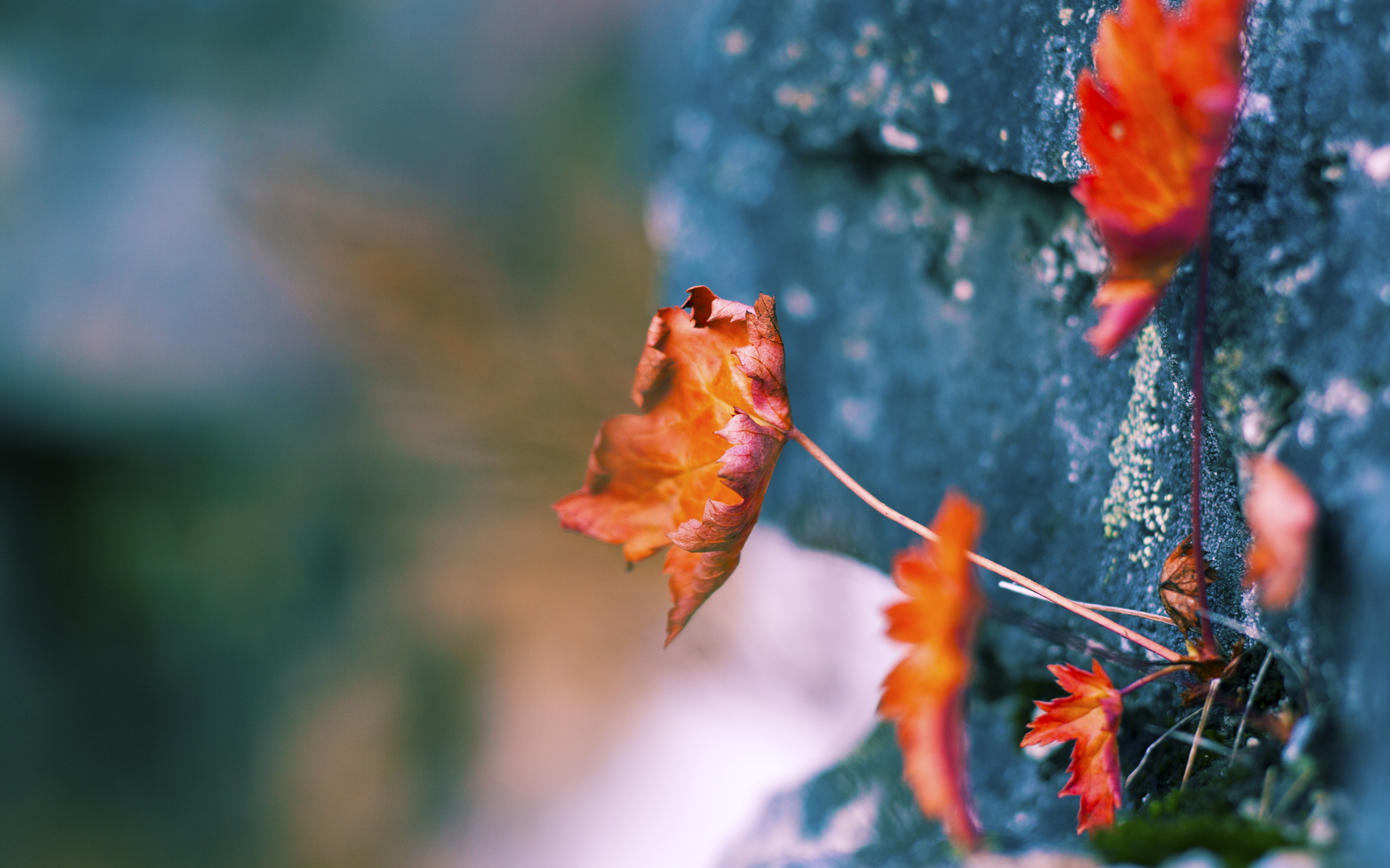 中小学体育项目分类考核全面推广,中小学体育工作评估指标体系