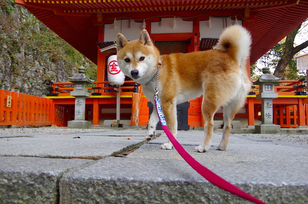 中超联赛中国队战平 球迷理性看待结果,中超联赛战况
