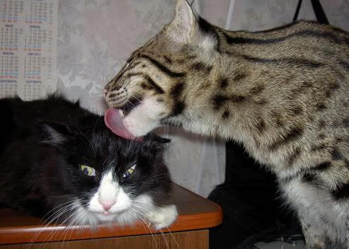 体育新闻中心主办体育新闻行业标准化建设大会,体育新闻标题怎么写