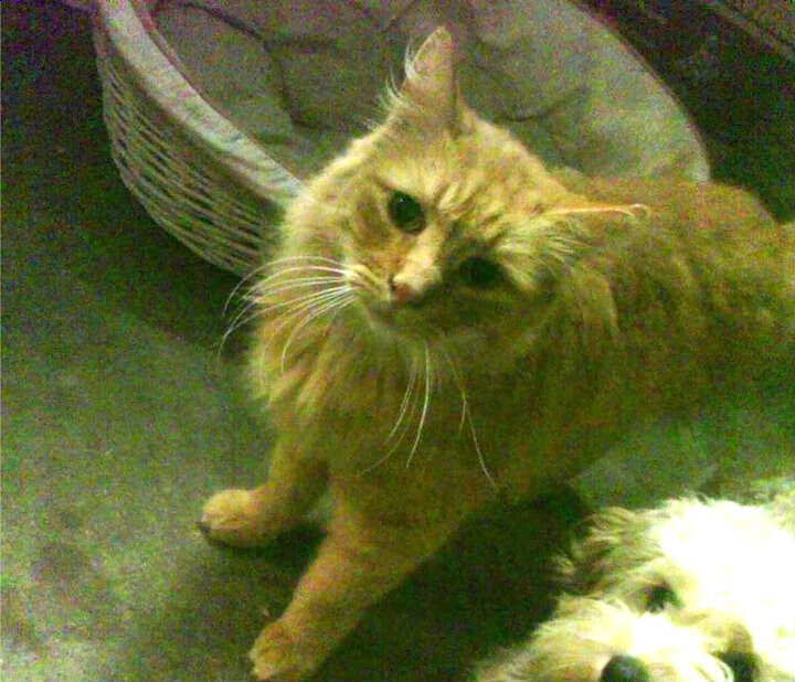 奥运村交通系统智能导航正式上线服务,老乡,奥运村咋走