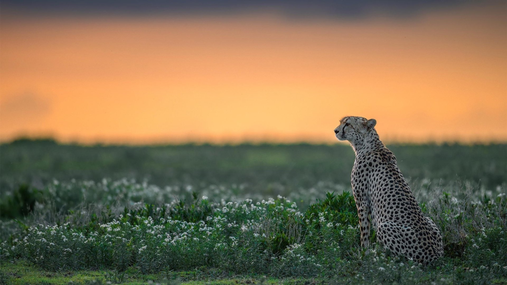 搏击擂台新晋拳手打法独具一格,搏击选手