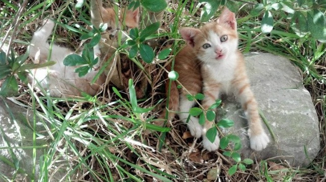 澳大利亚队在国际乒联混合团体世界杯的表现:突破与挑战,乒乓球澳大利亚队