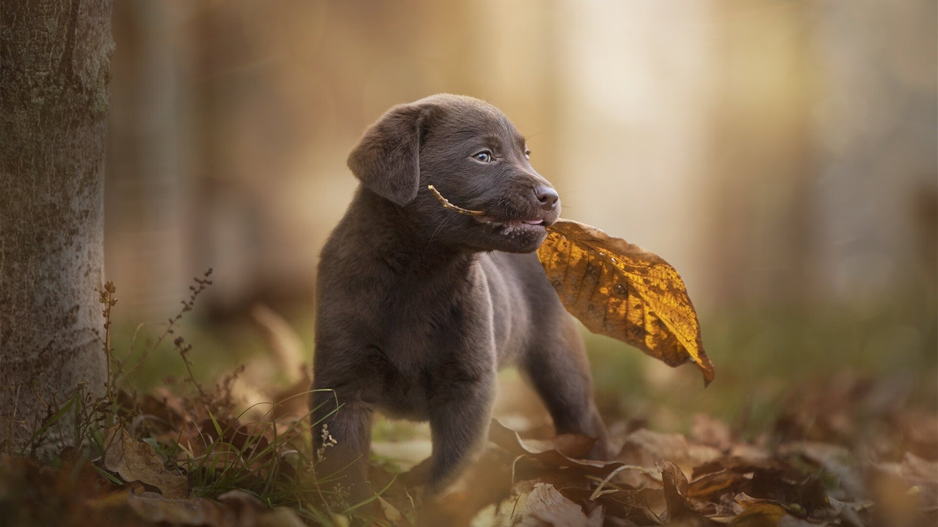 中小学篮球比赛观摩机制启动为体教融合搭建常态桥梁,中小学生篮球比赛方案