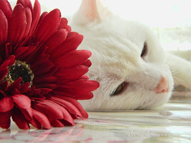 mk体育网页-主教练关注比赛细节在暂停时间精准布置完成战术转折，比赛中教练请求暂停的时间为