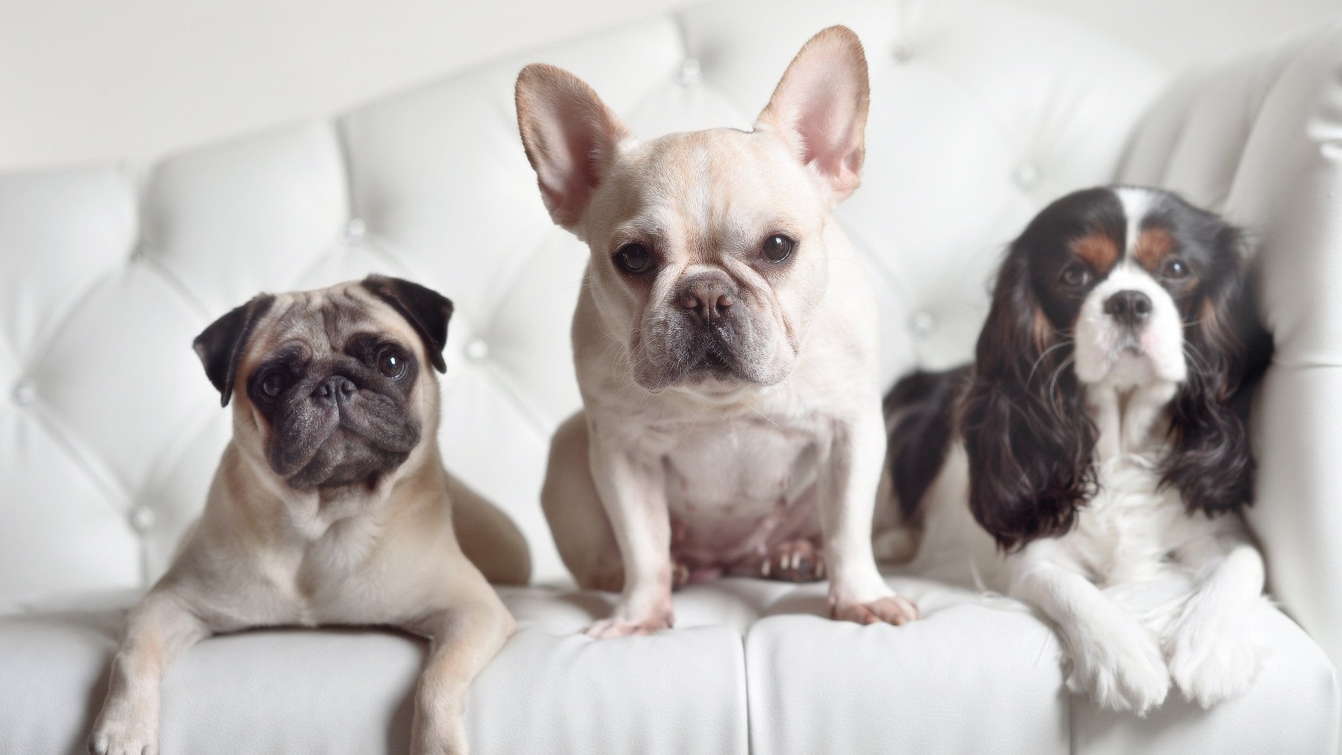 奋战200米 李冰洁诠释竞技精神,李冰洁800自夺冠