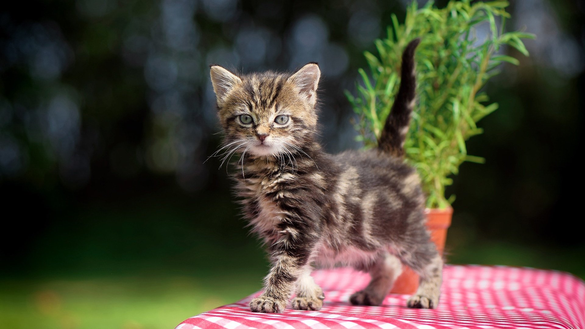 威少谈受伤后篮球依旧是热爱所在,威少的伤势