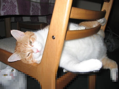 希腊男篮在欧洲锦标赛中夺得金牌,彰显强大实力长盛不衰,希腊男篮进奥运了吗